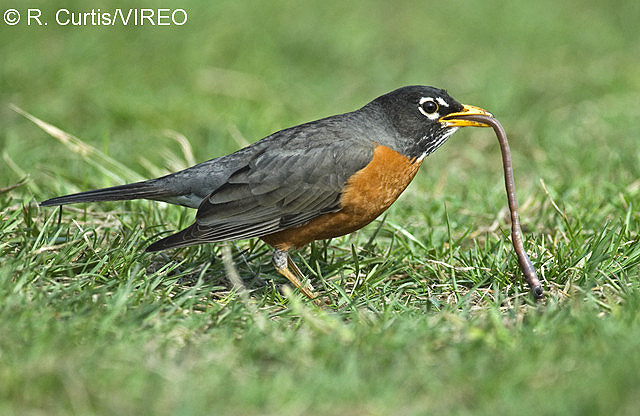 American Robin c22-35-004.jpg